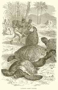 Capture de tortues vertes - English School