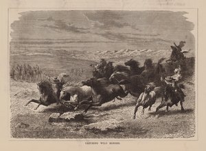 Attraper des chevaux sauvages (gravure)