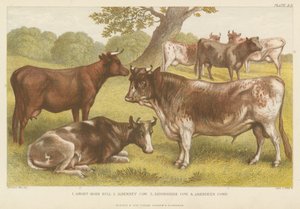 Bétail (gravure en couleur) - English School
