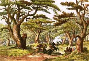 Cèdres du Liban