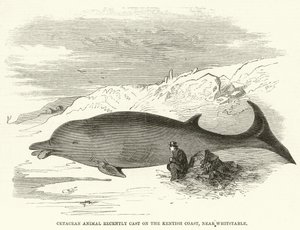 Cétacé récemment échoué sur la côte du Kent, près de Whitstable (gravure) - English School