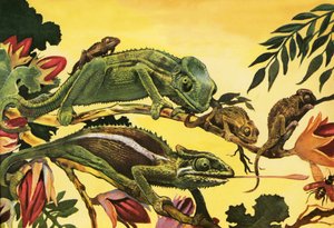 Caméléon