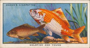 Changement de couleur chez les poissons jeunes et adultes, les poissons rouges et les jeunes (lithographie couleur) - English School