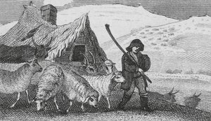 Bergers de Cheviot - English School