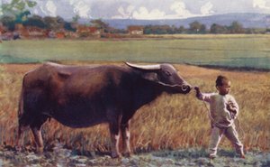 Enfants de Chine : Enfant menant un buffle