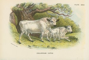 Bétail de Chillingham - English School