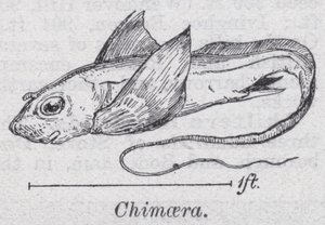 Chimère