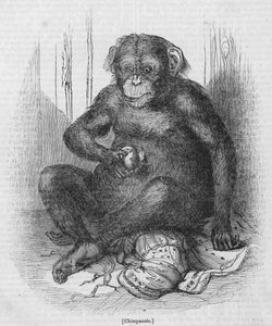Chimpanzé