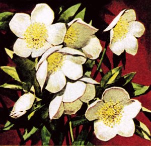 Roses de Noël - English School