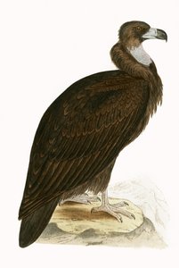 Vautour moine, illustration de 