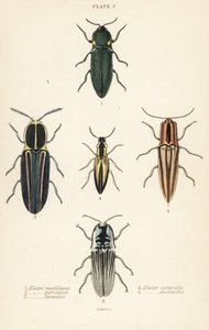 Coléoptère cliquet : Elater de phare, Pyrophorus noctilucus, Chalcolepidius porcatus, coléoptère cliqueté, Agriotes lineatus, Elater suturalis, et Semiotus distinctus