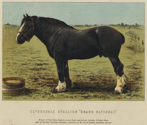 Étalon Clydesdale "Grand National"