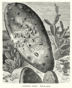 Insecte Cochenille, Coccus cacti