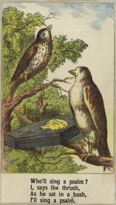Cock Robin