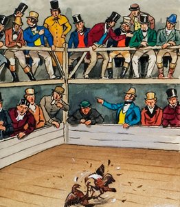 Combat de coqs