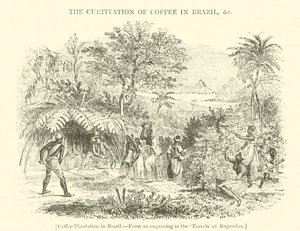 Plantation de café au Brésil