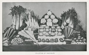 Collection de légumes - English School