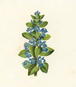 Bugle rampante, Ajuga Reptans - English School