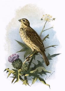 Bruant proyer