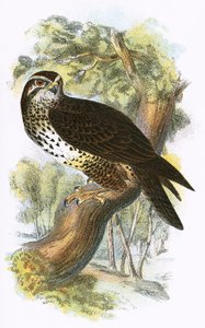 Buse variable