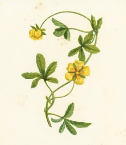 Potentille rampante, Potentilla Reptans - English School
