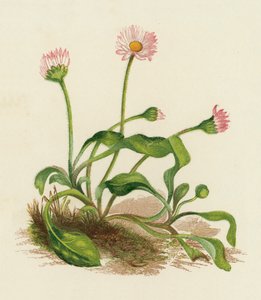 Pâquerette, Bellis Perennis - English School