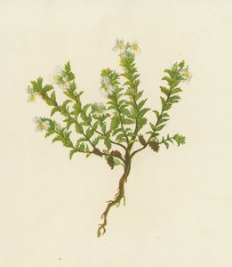 Euphraise commune, Euphrasia Officinalis - English School
