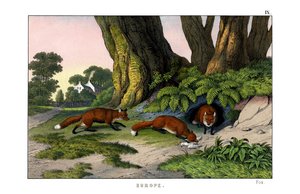 Renard commun - English School
