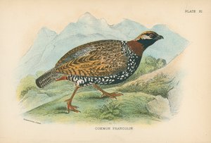 Francolin commun