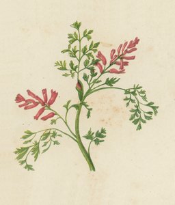 Fumeterre officinale, Fumaria Officinalis - English School