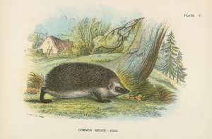 Hérisson commun