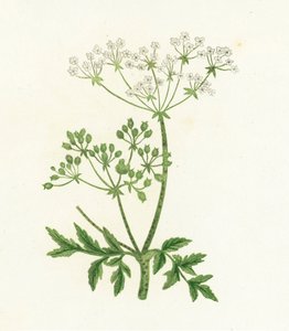 Ciguë maculée, Conium Maculatum - English School