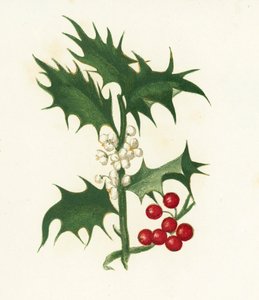 Houx commun, Ilex Aquifolium