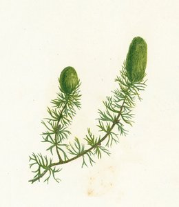 Cératophylle épineux, Ceratophyllum Demersum - English School