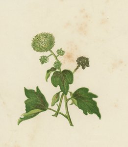 Lierre commun, Hedera Helix - English School