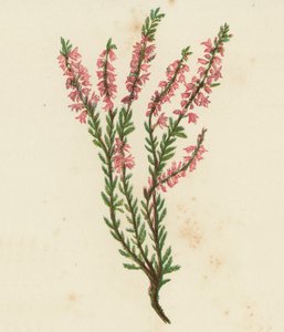 Bruyère commune, Calluna Vulgaris - English School