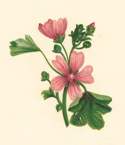 Mauve commune (Malva sylvestris) - English School
