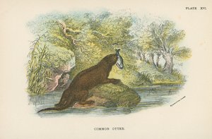 Loutre commune