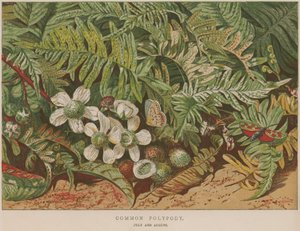 Polypode commun