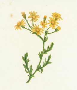 Séneçon jacobée, Senecio Jacobaea - English School