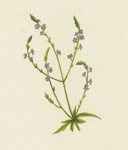 Verveine officinale, Verbena Officinalis - English School