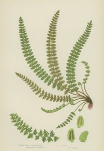 Spleenwort de mur commun (lithographie en couleur)