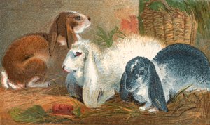 Lapin brun commun, lapin angora blanc et lapin noir et blanc à oreilles longues