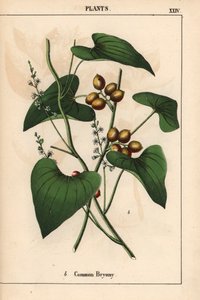 Bryone commune avec baies dorées. Bryonia alba, de "The Instructive Picturebook, or Lessons from the Vegetable World," [Charlotte Mary Yonge], Édimbourg