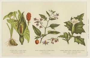 Plantes vénéneuses communes - English School