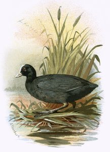 Foulque