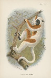 Le Sifaka de Coquerel - English School