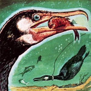 Cormoran
