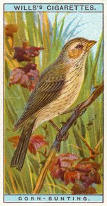 Bruant proyer