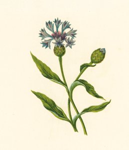 Bleuet, Centaurea Cyanus - English School
